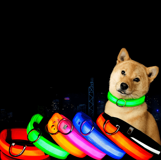 Shiba Inu wearing a glowing green LED dog collar at night – LumiCollar for safety and style